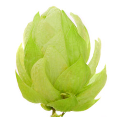 Close up of hop flower