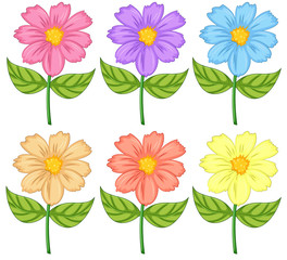 Six colorful flowers