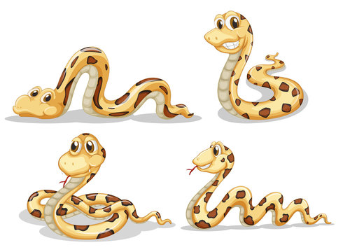 Four scary snakes