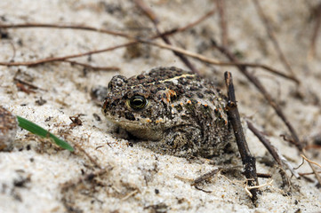 rospo texel