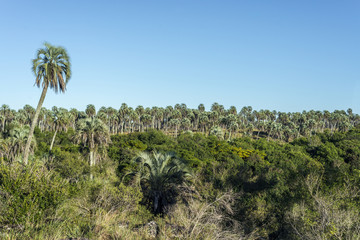 Fototapeta na wymiar Palmy na El Palmar National Park, Argentina