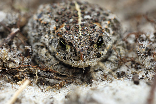 rospo texel