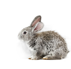 Gray rabbit