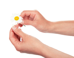 Fototapeta premium Female hands which are tearing off petals at camomile