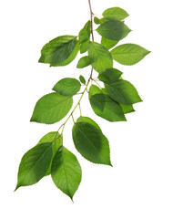 Fototapeta premium Cherry branch with the green leaves