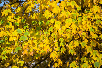 orange autumnal park