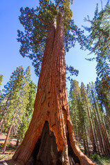 Sequoias in Mariposa grove at Yosemite National Park