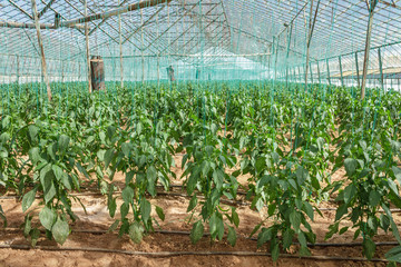 Pepper Plants