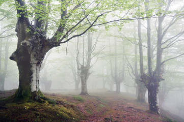 forest with fog and footpath