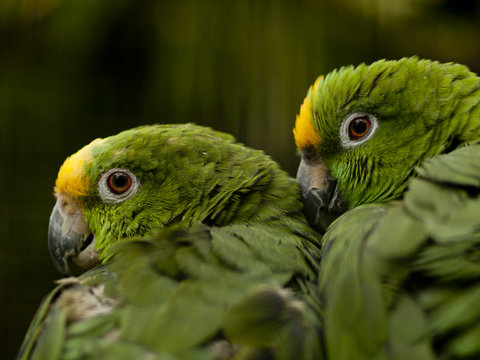 Yellow-crowned Amazon parrots (amazona ochrocephala)