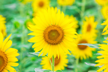 Obraz premium Sunflower