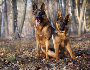 two German Shepherd Dogs sitting  at autumn background