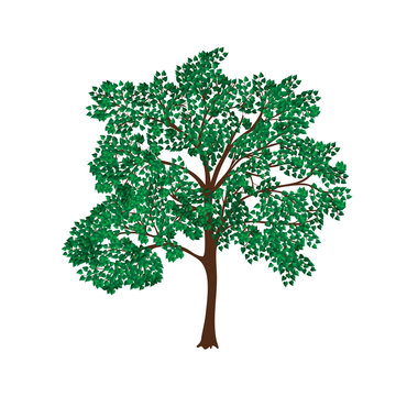 icon tree with lush green foliage
