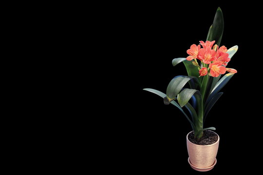 Growth of Clivia flower buds ALPHA matte