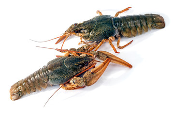 Two live Crawfish on white
