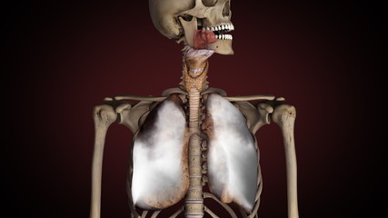 Lungs of smoker, turns from healthy to sick