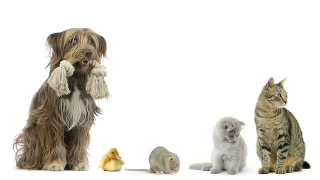 Group of pets sitting