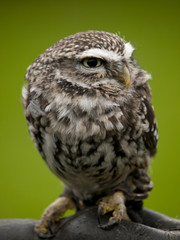 Angry looking little owl (athene noctua) perched on a branch