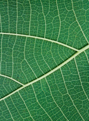 Green Teak leaf close up (Leaves behind.)