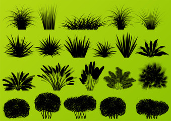Fototapeta premium Exotic jungle bushes grass, reed, palm tree wild plants collecti