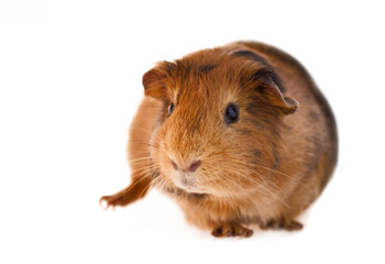 Red guinea pig
