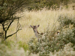 European roe deer (capreolus capreolus) hiding behind the bushes