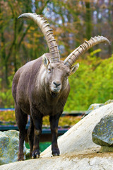 Alpine ibex (Capra ibex)