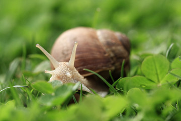 Snail. Helix pomatia.