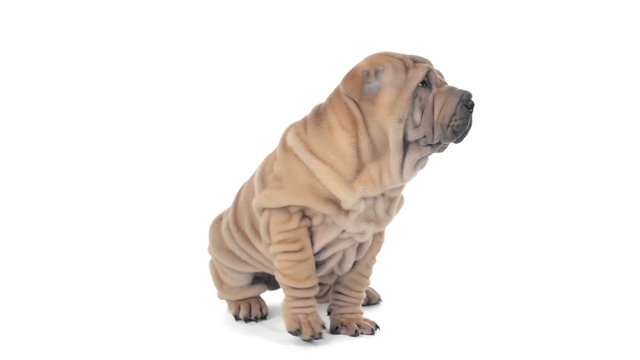 Shar pei puppy sitting and looking around