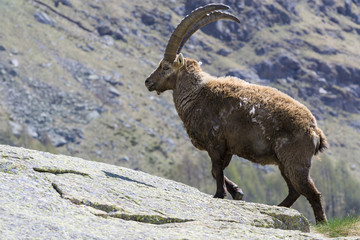 stambecco, Parco Nazionale Gran Paradiso, Italia