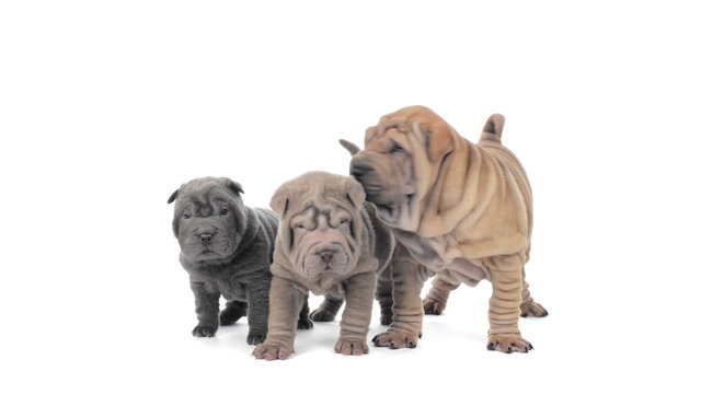 Three shar pei puppies standing and looking around