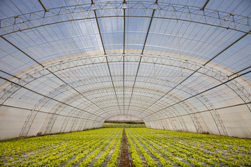 invernadero lechugas