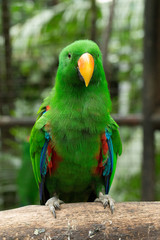 parrot