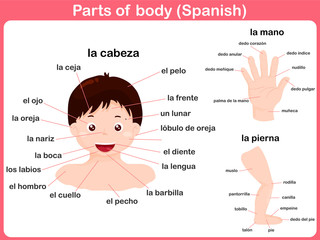 Parts of body - spanish language