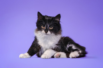Kitten on a colored background