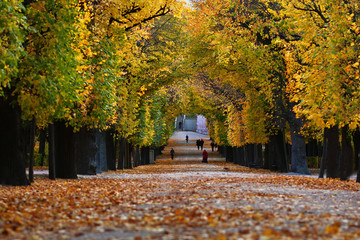 Obraz premium Herbst Schönbrunn