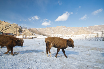 Naklejka premium Cow in a prairie, Gorkhi Terelji National Park, Mongolia