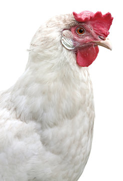 Closeup of a hen in a farmyard (Gallus gallus domesticus)