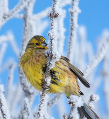 Yellowhammer on rimed branch