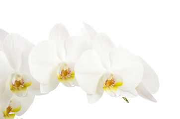 Naklejka na ściany i meble white orchids flower