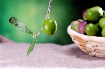 olive on green background