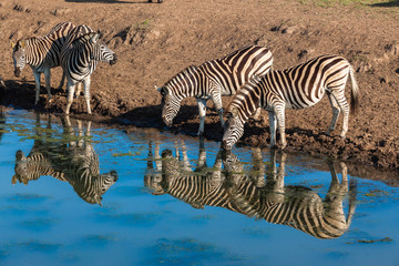Fototapeta na wymiar Zebra Herd Drink Water