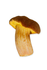 fungus