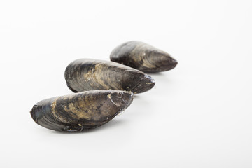 raw mussels isolated over white