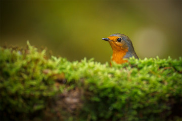 Forest robin on green