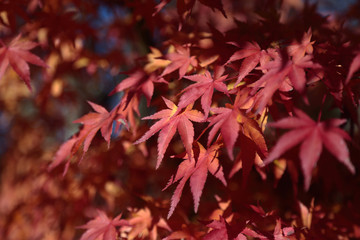 Automne au Japon contemplation Momiji