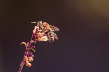 Detailed macro-shot of a flower and a honey bee in the evening