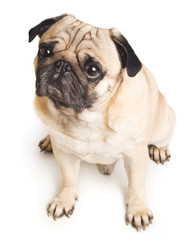 emotional Pug Close-up