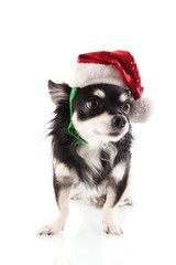 Black Chihuahua as Santa Claus