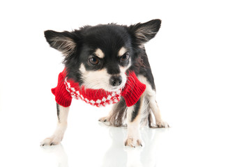 Black Chihuahua with red sweater